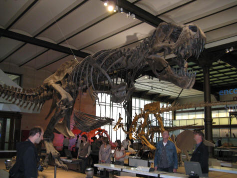 Natural Sciences Museum in Brussels Belgium (Musee des Sciences Naturelles)